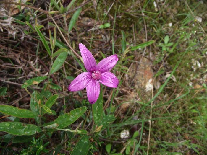 Elythranthera - enamel orchid ellis_brook_m_021.JPG